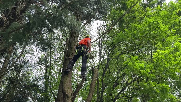 How Our Tree Care Process Works  in West Grove, PA